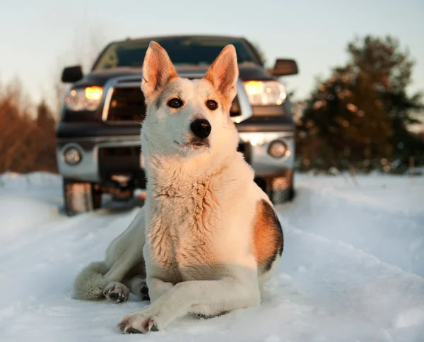 Winter portret van een hond. — Stockfoto
