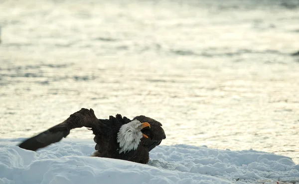 Ropade skallig örn på snö. — Stockfoto