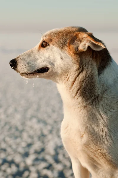 Porträtt av en hund — Stockfoto
