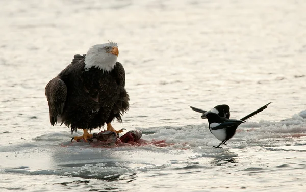 Eating Bald Eagle on snow with magpie. Stock Image