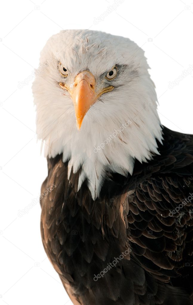 Close-up Portrait Bald Eagle (Haliaeetus leucocephalus washingtoniensis)