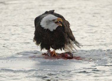 Kel kartal bağırarak somon balığı yiyor