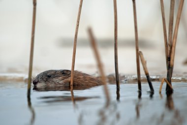 Swimming Muskrat clipart