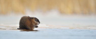 Buz kenarına kışlama Misk sıçanı (Ondatra zibethicus)