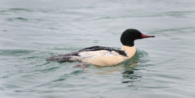 Ortak Merganser (Mergus merganser) Yetişkin erkek Yüzme