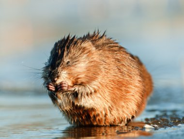 Eating Muskrat clipart