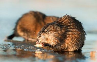 Eating Muskrat clipart