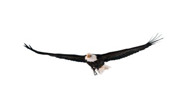 Flying Bald Eagle clipart