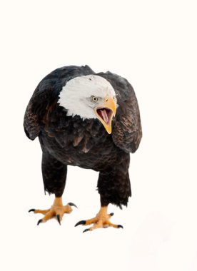 Close up Portrait of a Bald eagle with an open beak . clipart