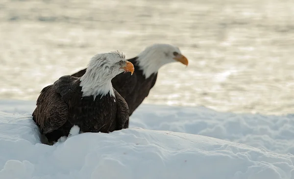 Dos águilas calvas en la nieve — Foto de Stock