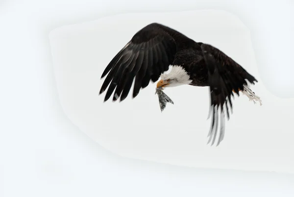 Adler mit Fisch — Stockfoto