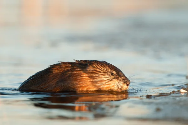 The muskrat gets out of water — Stock Photo, Image