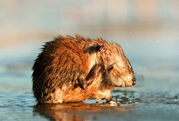 La rata almizclera está rayada —  Fotos de Stock