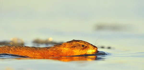 Yüzme Misk sıçanı — Stok fotoğraf