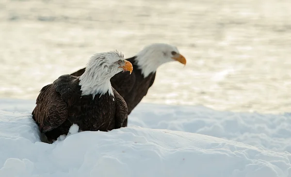 Δύο φαλακρός αετοί στο χιόνι — Φωτογραφία Αρχείου