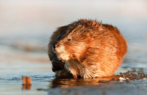 Eating Muskrat — Stock Photo, Image