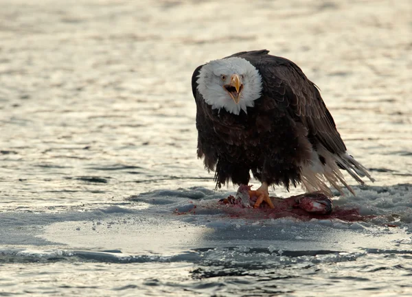 Лысый орел ест лосося — стоковое фото