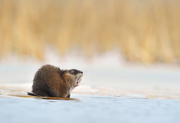 stock image Yawning muskrat (Ondatra zibethicus) on the edge of the ice