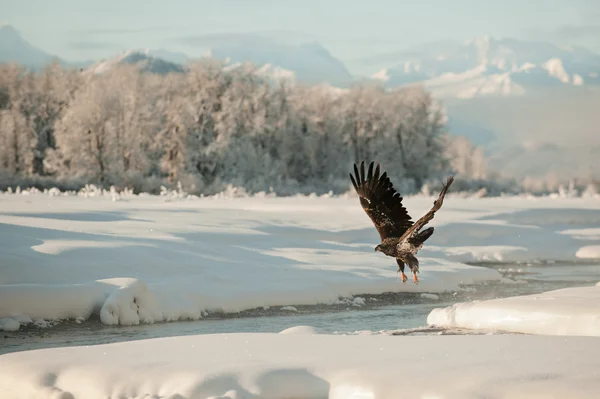 Білоголовий орлан літаючий — стокове фото