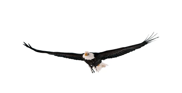 Літаючих білоголовий орлан — стокове фото