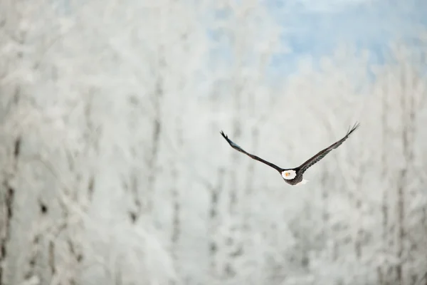 Aigle volant au-dessus des montagnes enneigées . — Photo