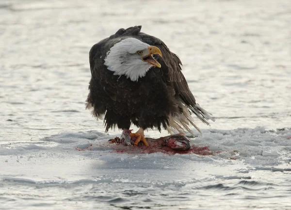 Shouting Bald Eagle eats salmon Royalty Free Stock Photos