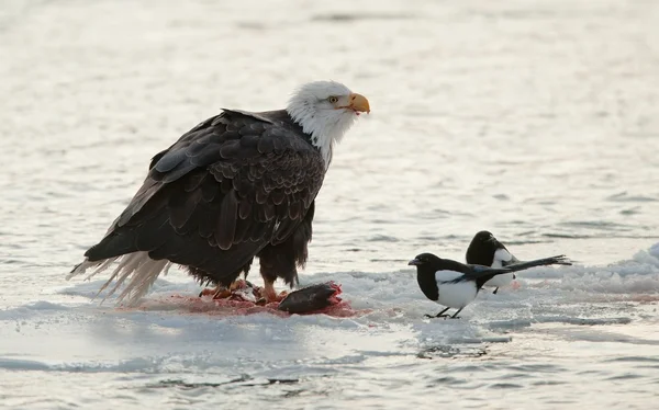 Bald Eagle feeding Stock Photo