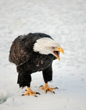 Close up Portrait of a Bald eagle with an open beak . clipart