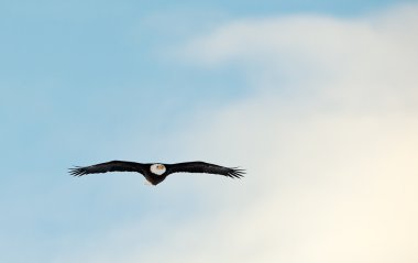 Flying Bald Eagle clipart