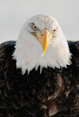 Close up Portrait of a Bald Eagle clipart