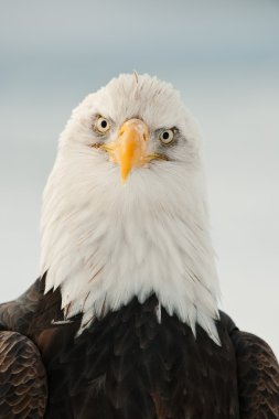 yakın çekim bald eagle portresi