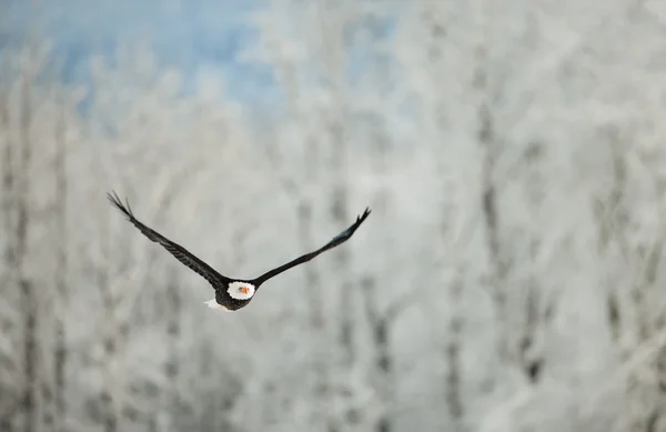 stock image Flying eagle over snow-covered mountains.