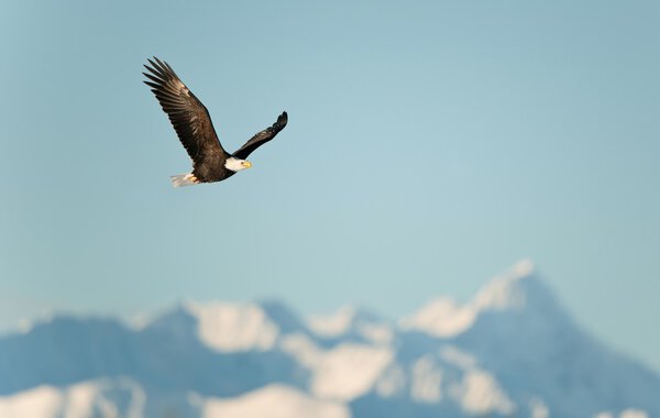 Flying eagle over snow-covered mountains.