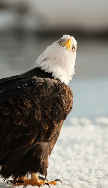 Κοντινό πλάνο με πορτρέτο ενός φαλακρός αετός — Φωτογραφία Αρχείου