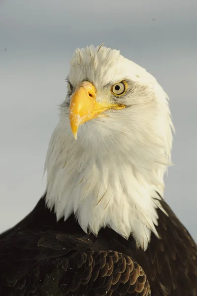 Bliska portret bald eagle — Zdjęcie stockowe