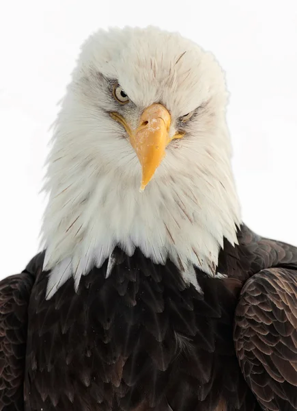 Bliska portret bald eagle — Zdjęcie stockowe
