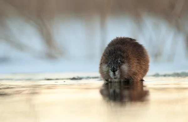 Retrato de inverno de um rato almiscarado . — Fotografia de Stock