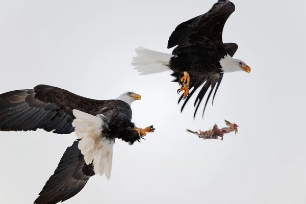 Bald eagles strijd in lucht — Stockfoto