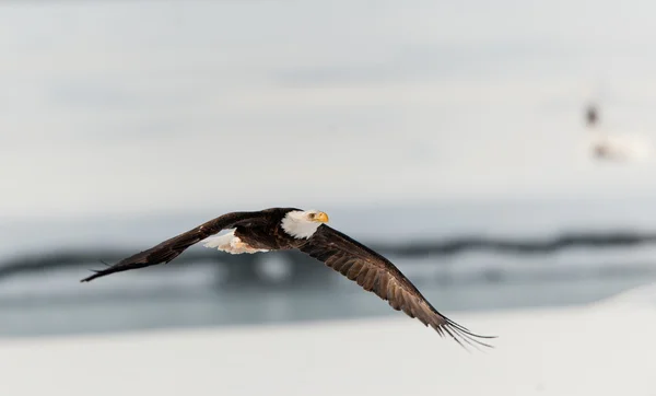 Águila voladora sobre un río cubierto de nieve . —  Fotos de Stock