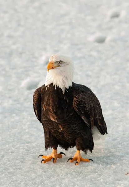 Close up Portrait of a Bald Eagle Stock Image