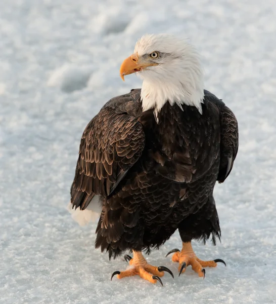 Close up Portrait of a Bald Eagle Stock Image