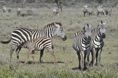 Feeding of a foal of a zebra. clipart