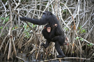 Chimpanzee with a cub. clipart