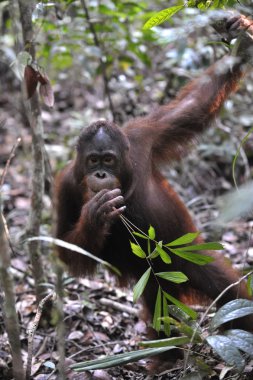 Genç orangutan portresi.