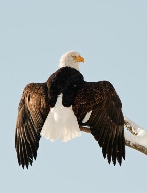 A bald eagle (Haliaeetus leucocephalus) clipart