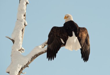 Kel kartal (Haliaeetus leucocephalus)