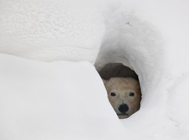 The polar bear in a den