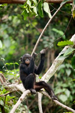 The cub Bonobo clipart