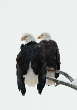Bald Eagle pair clipart