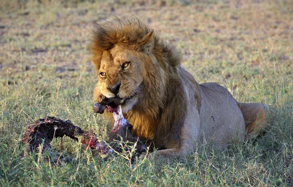 Aslan arkasında bir yemek. — Stok fotoğraf